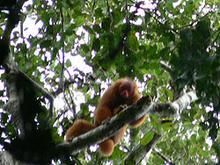 紅面吼猴 紅面吼猴