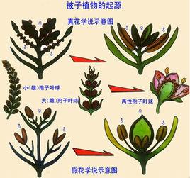 植物進化 植物進化