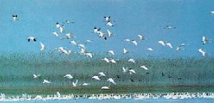 （圖）生態難民