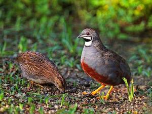 藍胸鶉屬 藍胸鶉屬