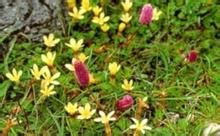 大萼藍鐘花 大萼藍鐘花