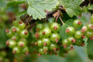 毛萼茶藨子 毛萼茶藨子