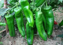 速凍青椒 速凍青椒