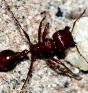 黑刺大齶蟻