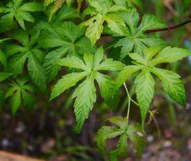 掌葉覆盆子 掌葉覆盆子