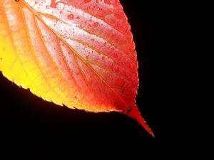 關於葉子的精彩攝影作品