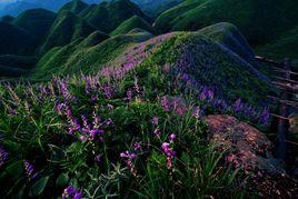 金沙玉簪花 金沙玉簪花