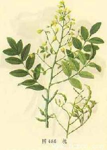 槐白皮[槐白皮]