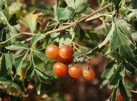 烏頭葉蛇葡萄[烏頭葉蛇葡萄]