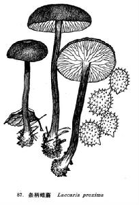 條柄蠟蘑 條柄蠟蘑