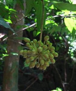 海島輪環藤 海島輪環藤