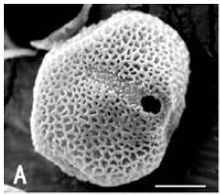 腋花孩兒草 腋花孩兒草