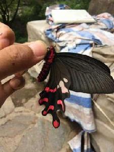 多姿麝鳳蝶 多姿麝鳳蝶