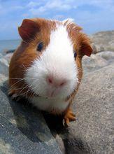 囧萌豚鼠