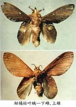 柑橘枯葉蛾（上雄下雌）
