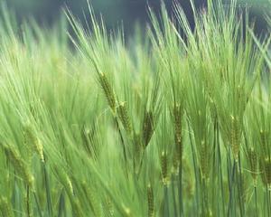 有稃大麥 有稃大麥