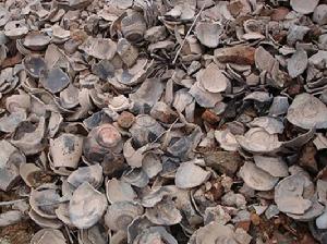 金華鐵店窯遺址