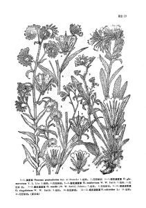 狹葉齒緣草 狹葉齒緣草