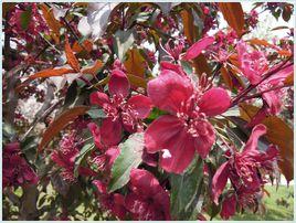 王族[蘋果屬海棠栽培品種]