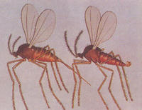 （圖）癭蚊科