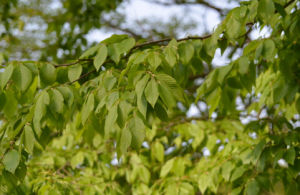 昌化鵝耳櫪 昌化鵝耳櫪