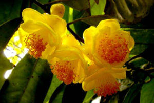 薄葉金花茶 薄葉金花茶