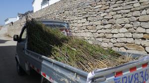 文冠果一年生苗運輸(張東旭攝影)