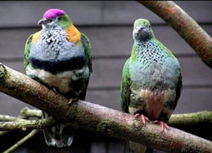 果鳩亞科 果鳩亞科