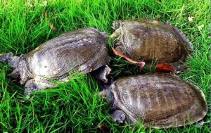 水產養殖教育專業-水產養殖