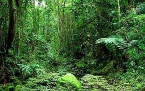 白水嶺熱帶森林 白水嶺熱帶森林