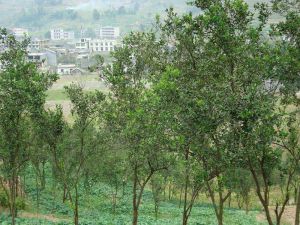 幫外三社自然村 幫外三社自然村