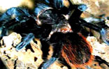 墨西哥紅尾蜘蛛