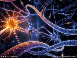 神經系統 神經系統