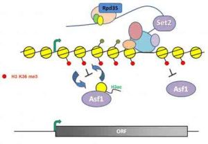 基因複製 基因複製