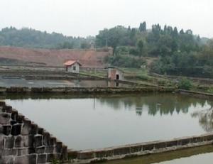 樂至白烏魚養殖基地