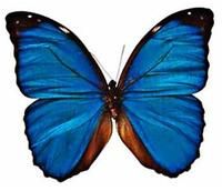 卡納藍蝴蝶 卡納藍蝴蝶