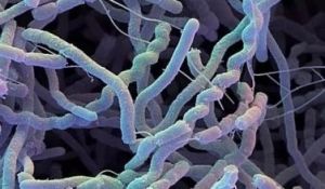 哥倫比亞鏈黴菌