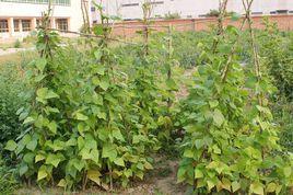 菜園小記 菜園小記