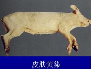 豬黃脂病 豬黃脂病