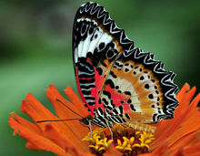不同種類蝴蝶與不同昆蟲的翅脈