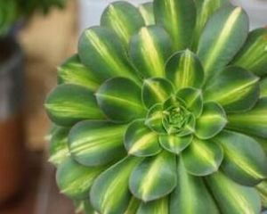 中斑蓮花掌 中斑蓮花掌