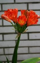 君子蘭屬 君子蘭屬