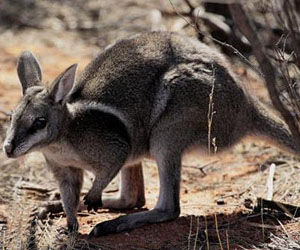 轡甲尾袋鼠