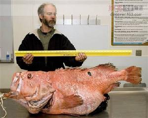白令海捕捉到百歲高齡巨型石斑魚