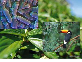 好氧生物 好氧生物