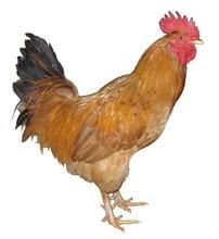 皖南黃雞 皖南黃雞