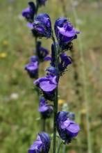 螺瓣烏頭 螺瓣烏頭