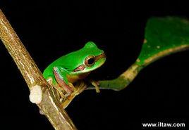 中國雨蛙 中國雨蛙