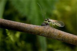四川離齧 四川離齧