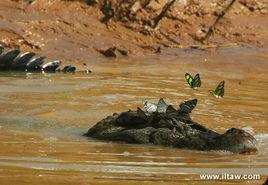 黑凱門鱷魚 黑凱門鱷魚